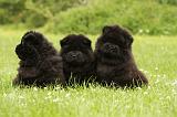 CHOW CHOW 571